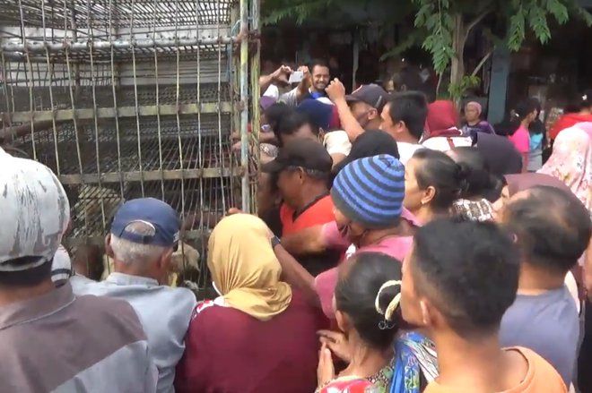 Protes Harga Anjlok Akibat Covid, Ratusan Ayam Pedaging Dibagikan Gratis