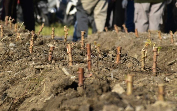 <em>Urban</em> <em>Farming</em>, Cara Surabaya Tingkatkan Ketahanan Pangan di Masa Pandemi