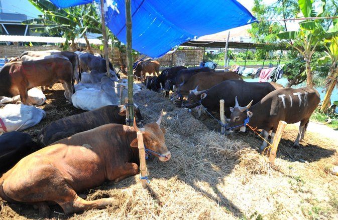 DKPP Surabaya Periksa Hewan Kurban di Tempat Penjualan dan Pemotongan