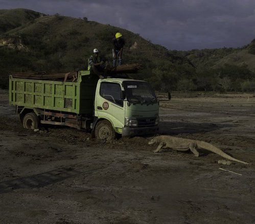 Komisi IV DPR Dukung Pembangunan “Jurassic Park” di Pulau Rinca, Yakin Komodo Tak Terganggu