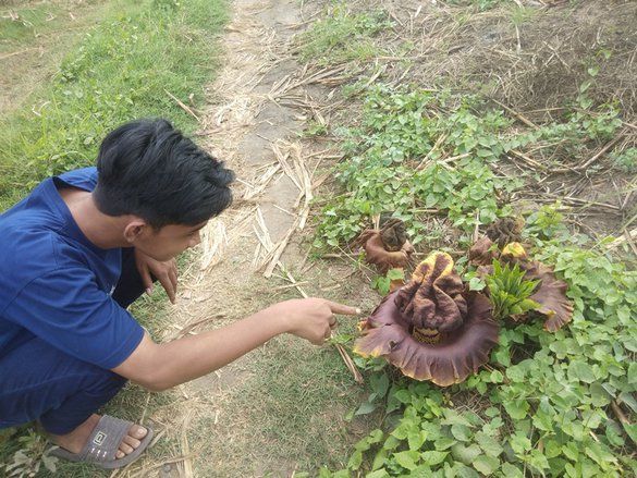 Heboh Puluhan Bunga Bangkai di Mojokerto, Tak Termasuk Jenis yang Dilindungi