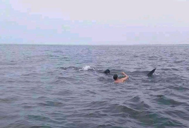 Kawanan Hiu Tutul Mulai Muncul ke Permukaan Laut Pantai Bentar Probolinggo