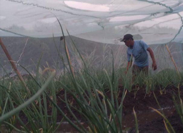 Dipengaruhi Cuaca dan Panen Raya, Harga Bawang Merah Merosot