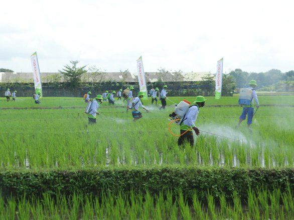 Petrokimia Berharap Petani Lakukan Pemupukan Berimbang untuk Jaga Kesuburan Tanah