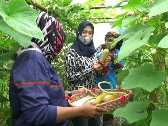 Kampung SAY, Penuhi Kebutuhan Sayuran dan Cegah Penyebaran Covid-19