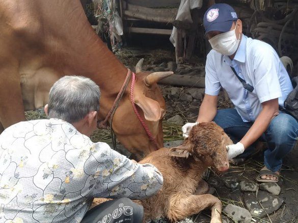 Geger Anakan Sapi di Probolinggo Terlahir Berkepala Dua