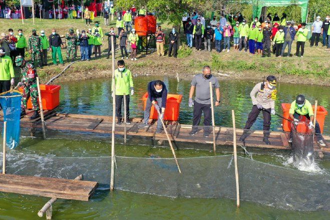 Terapkan Sistem <em>Silvofischery</em>, 1,25 Ton Ikan Bandeng Berhasil Dipanen di Mangrove Wonorejo