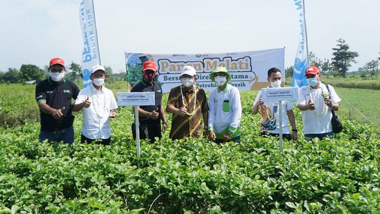 Petrokimia Gresik Bangkitkan Ekspor Bunga Melati Tegal Dengan NPK Phonska Plus