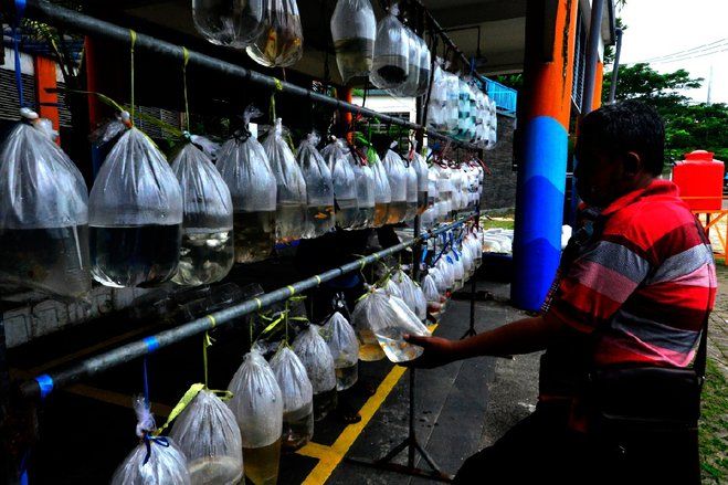 SIB Surabaya “Disulap” Jadi Pasar Ikan Hias