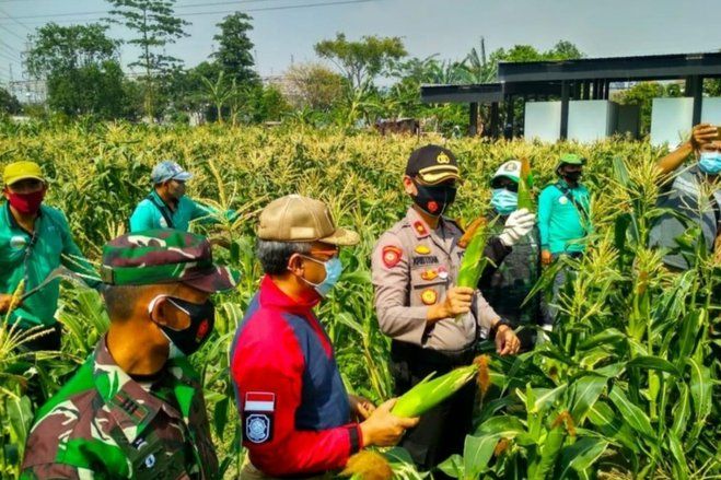 Pemkot Surabaya Dampingi MBR Kelola Lahan BTKD untuk Ketahanan Pangan