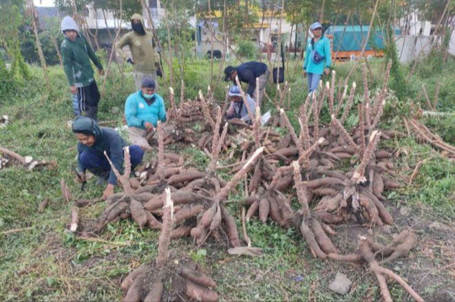 Manfaatkan Lahan Kosong, DKPP Surabaya Panen 1,4 Ton Ketela Pohon