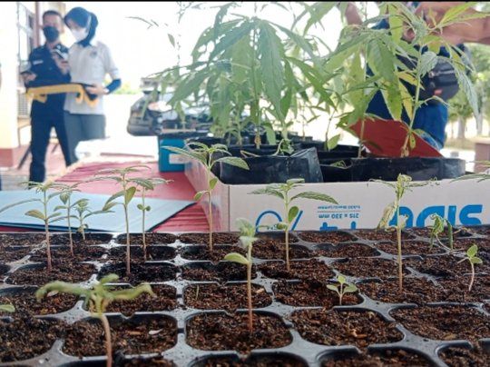 Polres Probolinggo Ungkap Budidaya Ganja di Lereng Gunung Bromo