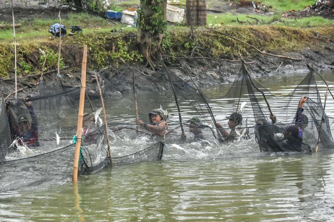 DKPP Surabaya Bagikan Hasil Panen Bandeng untuk MBR