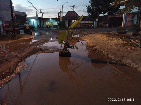 Rusak Berat, Warga Lamongan Tanam Pohon Pisang di Jalan Raya Glagah