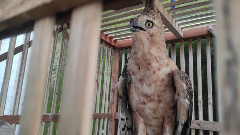 Sempat Dirawat karena Terluka, Warga Mojokerto Serahkan Elang Jawa