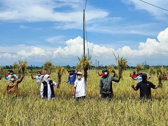 Khofifah Panen Padi Varietas Sunggal di Ponorogo, Diklaim Tahan Hama