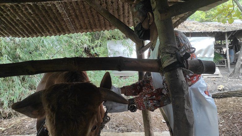 Atasi Penyakit Mulut dan Kuku, Sapi di Mojokerto Disuntik Antibiotik  