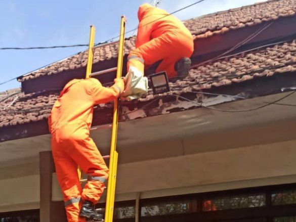 Ganggu Aktivitas Pegawai, Sarang Tawon Vespa di Atap Kantor PUPR Kota Probolinggo Dievakuasi