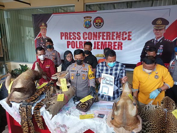 Polres Jember Ungkap Jual Beli Kerajinan Berbahan Satwa&nbsp;Langka Dilindungi