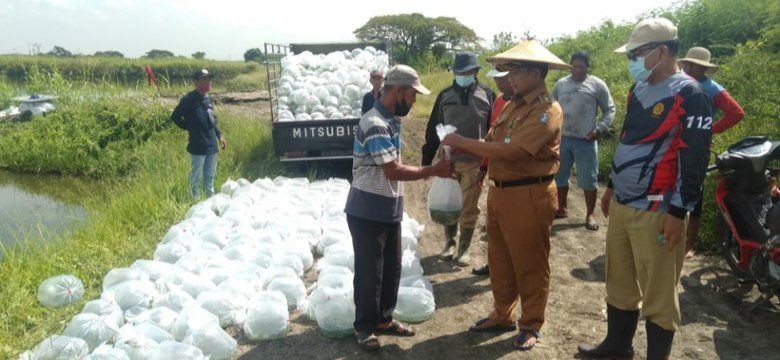 Puluhan Ribu Benih Bandeng Disebar di Lahan BTKD Pakal Surabaya