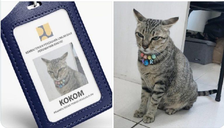 Kementerian PUPR Angkat Kokom si Kucing Betina Sebagai Pegawai Baru
