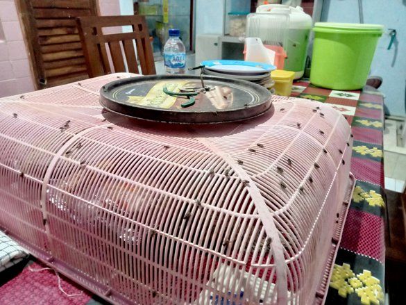 Jelang Lebaran, 'Pasukan' Lalat Serbu Permukiman di Madiun 