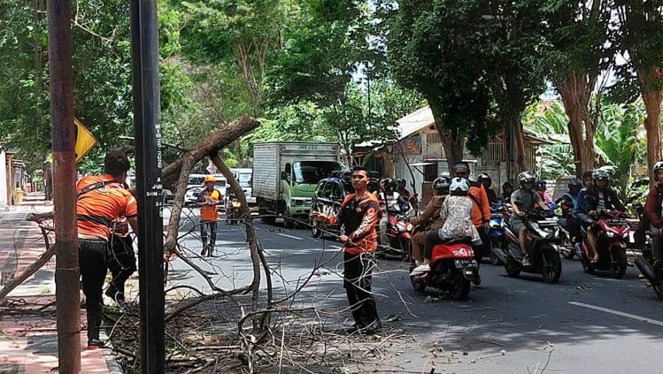Cuaca Ekstrem di Musim Pancaroba, BPBD Banyuwangi Pangkas Dahan Pohon