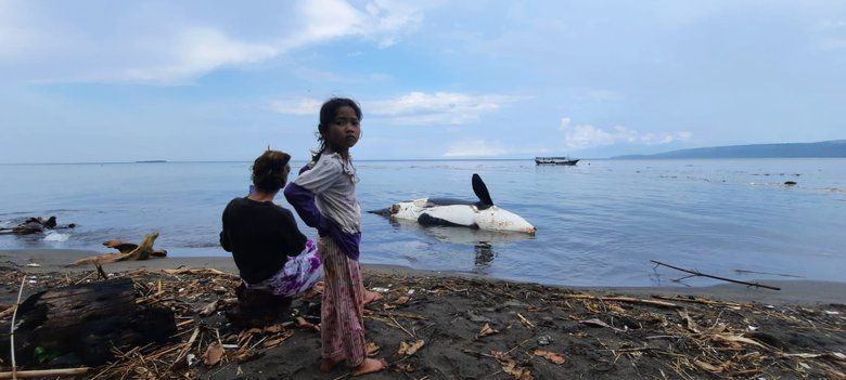 Fenomena Langka, Paus Orca Terdampar di Pesisir Utara Banyuwangi  