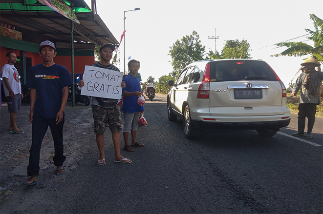 Harga Anjlok, Petani Bagikan Tomat Gratis