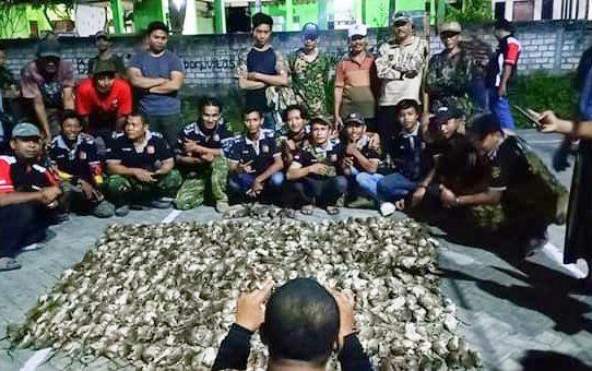 Musim Tanan, Warga Gresik Berburu Hama Tikus
