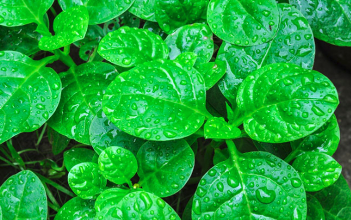 Ini Manfaat Daun Binahong yang Mampu Mengatasi Masalah Penyakit