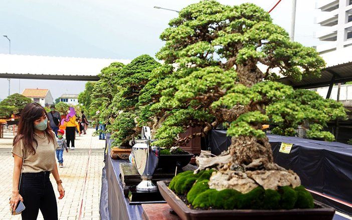 Ini Ratusan Pohon Bonsai Bersaing di Pameran dan Kontes Bonsai Nasional Surabaya