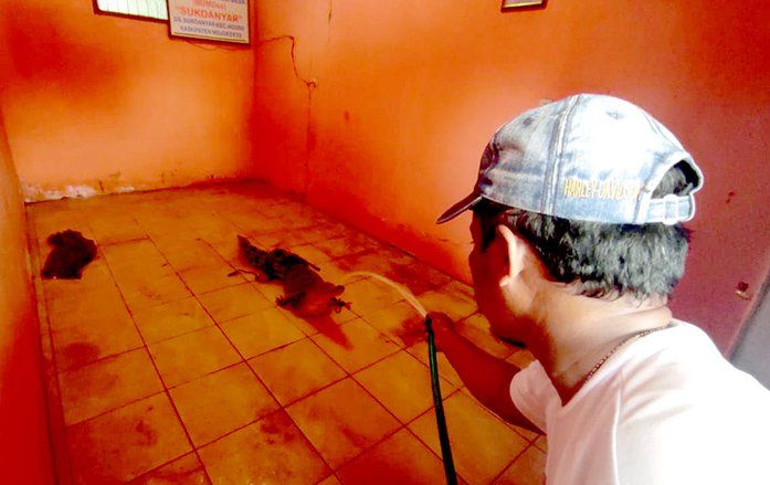 Gunakan Sarung, Warga Berhasil Amankan Buaya
