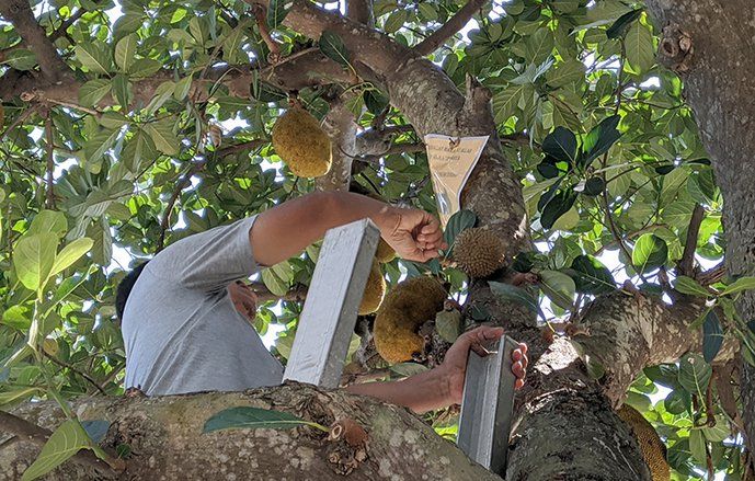 Unik, Pohon Nangka Berbuah Durian di Ponorogo