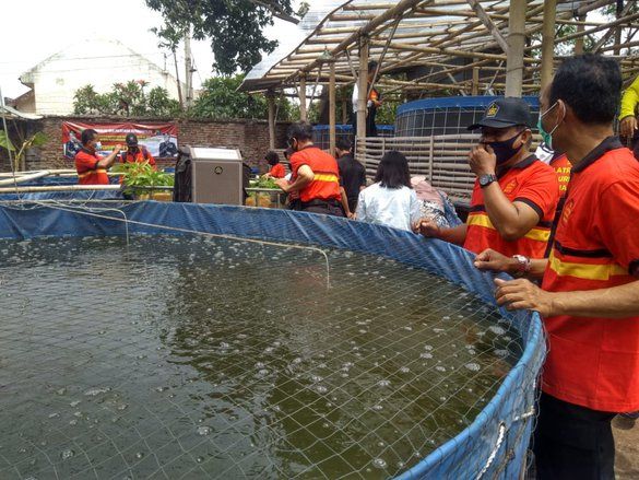 Begini Kiat Sukses Budi Daya Lele dari Anggota Polisi Probolinggo di Masa Pandemi