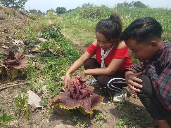 Fenomena Tahunan, Puluhan Bunga Bangkai Tumbuh Liar di Dusun Pendowo