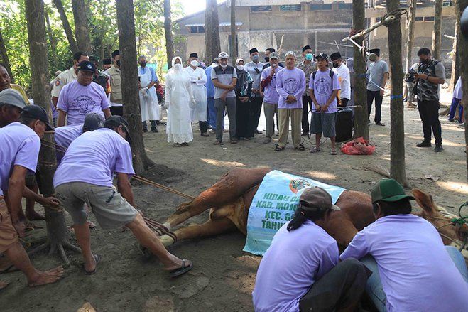 Bupati Ikfina Pantau Sembelih Hewan Kurban di Desa Jerukseger