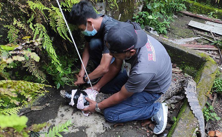 Buaya Muara Peliharaan Nenek Mojokerto Akhirnya Dievakuasi BKSDA