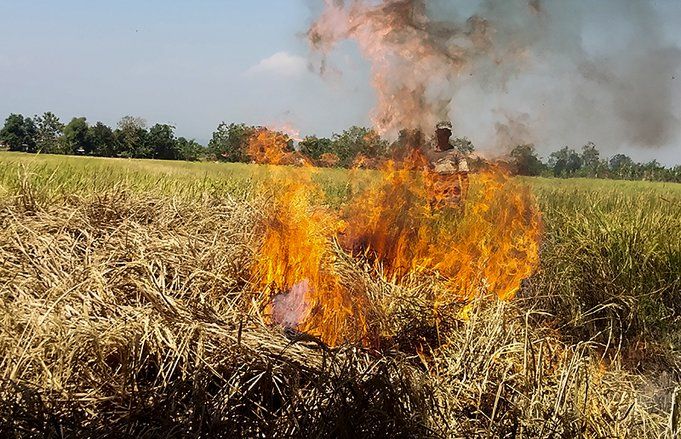 Ratusan Hektare Sawah Gagal Panen Diserang Hama, Petani Rugi Rp 15 Juta