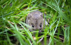 Hama Membayangi Panen Raya Tahun Ini