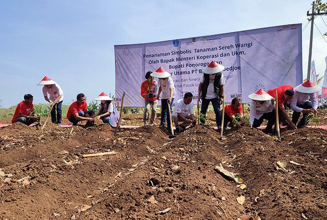 65 Hektar Lahan di Ponorogo Ditanami Sereh Wangi, Offtaker Jamin Harga Stabil