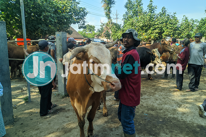 Pandemi Covid-19, Harga Hewan Kurban di Ponorogo Terjun Bebas