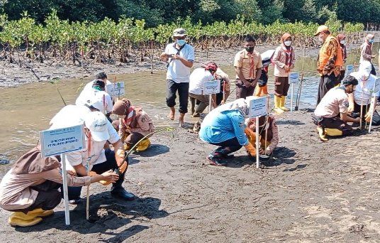 Pesisir Pantai di Tiga Desa Probolinggo Ditanami Puluhan Ribu Mangrove