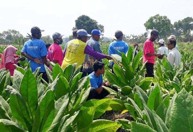 Dispertan Gresik Fasilitasi Petani Lewat DBHCHT Kembangkan Budidaya&nbsp;Tembakau