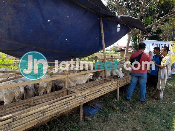 Efek Pandemi, Penjualan Hewan Kurban di Probolinggo Sepi Pembeli