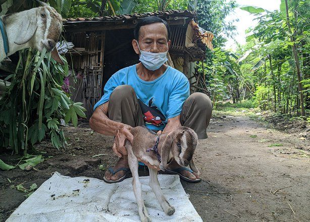 Kambing di Ponorogo Lahir Hanya Dengan Sepasang Kaki Belakang