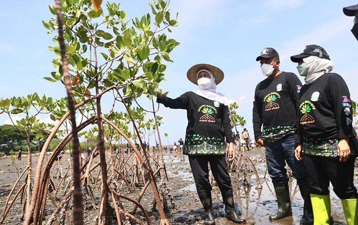 Gubernur Khofifah dan Wakil Ketua DPRD Jatim Kompak Tandur Mangrove di Pantai Bohai