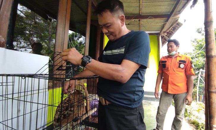 Burung Endemik Langka, Welirang Komuniti Lepas Liarkan Puluhan Ekor