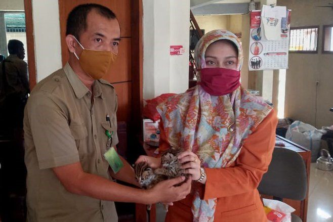 Dua Kucing Kuwuk Ditemukan di Tengah Lahan Kebun Tebu Mojokerto