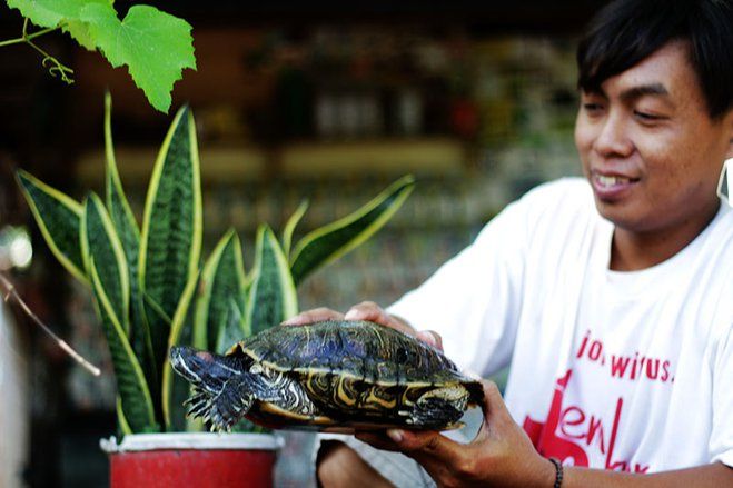 Budi Daya Kura-kura, Begini Kisah Seorang Seniman di Situbondo di Masa PandemI